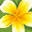 Leilanis Leis Icon