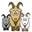 Boringgoats.com Icon