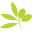 Dellaterra.ca Icon