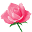 Landofroses.co.uk Icon