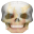 Ghost Rider Leather And Helmets Icon