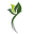 Miracle Leaf UK Icon