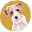 Calm Dog Games Icon