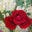 Thunder Rose Leather Icon