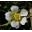 Saskia's Flower Essences Icon