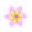 Nesian Coco Icon