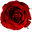 RoseBearUs Icon