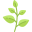 Expert Herbalist Icon