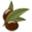 OliveNation.com Icon