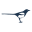 Magpie Mischief Icon
