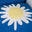 PGF Gift Shop Icon