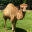 Wilderness Trail Zoo Icon