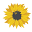 Sunflowers + Cotton Boutique Icon