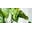 Green Door Garden Icon
