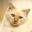 Kitty Go Here Icon