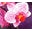 Vivian Rose Icon