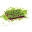 Fresh Prints Icon