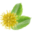 Kratom.com Icon