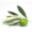 Fresh Pressed Olive Oil Icon