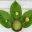 Kratom Deal Icon