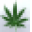 Hemp Basics Icon