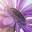 Flowers for USA Icon
