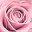 La Vie En Rose Icon
