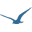 ShipBird Icon