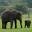 Voice For Asian Elephants Icon