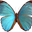 Simplygifts Icon