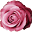 Rosecote Icon