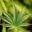 Cannabis Online Dispensary Icon