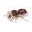 Insectsales.com Icon
