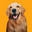 Happy Paws Icon