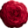 Organic Rosehip Skincare Icon
