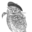 Wise Owl Paint Icon