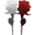White Rose Red Rose Icon