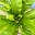 The Tender Gardener Icon