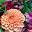 Dilly Lily Icon
