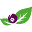 J&J Aronia Icon