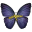 Ayeina.com Icon