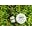 Brownsorganix.com Icon