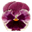Echter's Nursery & Garden Center Icon