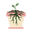 Rootedhealingplants.com Icon