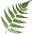 B.Willow Icon