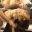 D Pet Hotels Icon