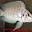 California Cichlids Icon