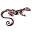 Salamander Shirts Icon
