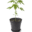 Buy Marijuana Online 247 Icon